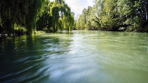 Scenic view of river amidst trees in forest against sky