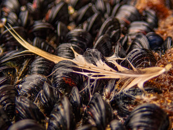 Close up shot of feather