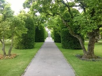 Empty walkway amidst trees in park