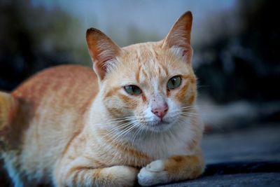 Portrait of cat sitting outdoors