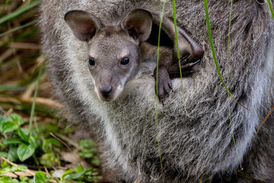 Kangaroo with joey on field