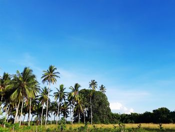 Palm trees on landscape against blue sky