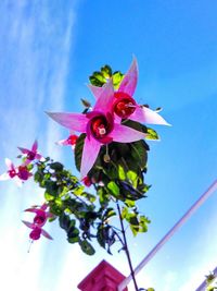 Close-up of pink flowers against sky