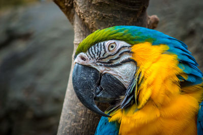 Close-up of parrot perching on wood