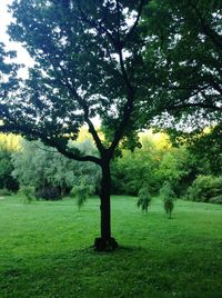 Trees on grassy field