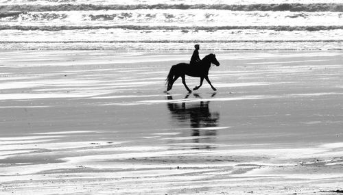 Dog on beach