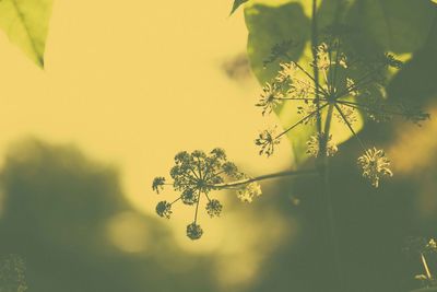 Close-up of flowering plant against sky