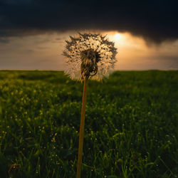 Close-up of dandelion on field against sky during sunset