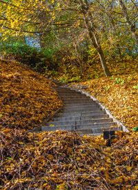 Footpath amidst trees in forest during autumn