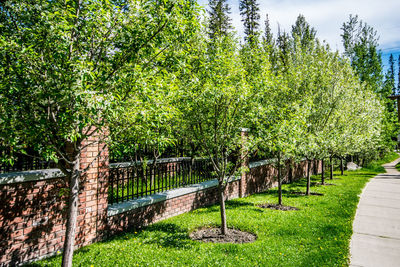 Trees in park against sky