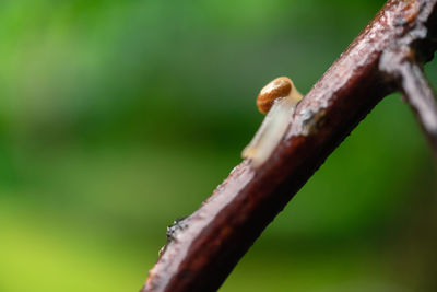 Close-up of leaf on tree