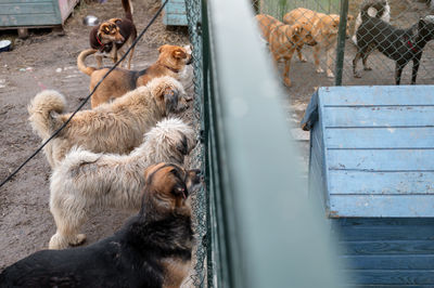 Dogs waiting for adoption in animal shelter. homeless dogs in the shelter. stray animals concept.