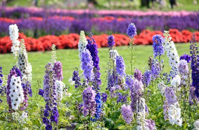 Close-up of fresh purple flowers blooming in garden