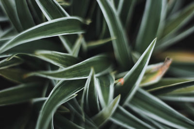 Close-up of succulent plant