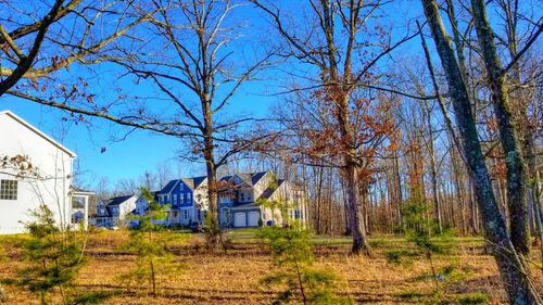 Bare trees and houses against blue sky