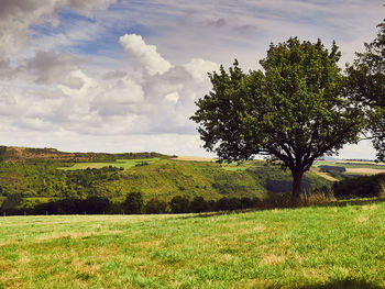 Trees on field against sky