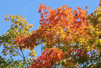 Low angle view of maple tree against sky