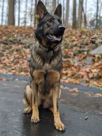 German shepherd dog enjoys the outdoors