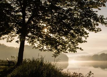 Tree by lake against sky