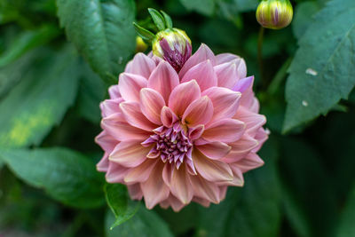 Close-up of pink flower