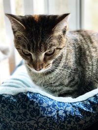 Close-up portrait of cat relaxing