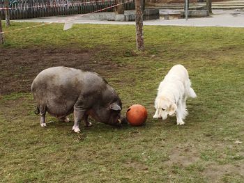 Sheep grazing on field