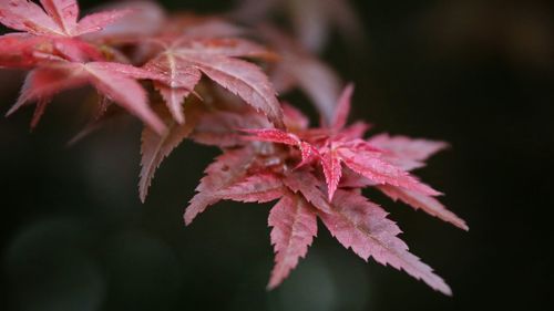 Close-up of red leaves on twig
