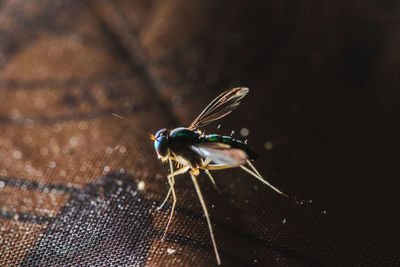 Close-up of fly