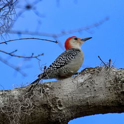 Low angle view of bird perching on branch