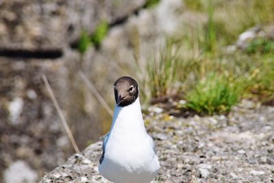 Close-up of black-headed gull on field