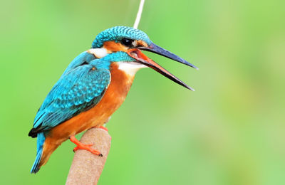 Close-up of a bird perching