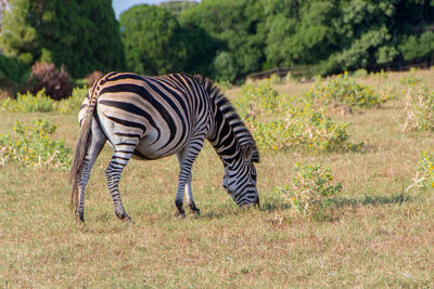 Zebra in a field