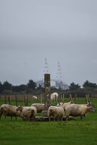 Sheep on the background of the bridge