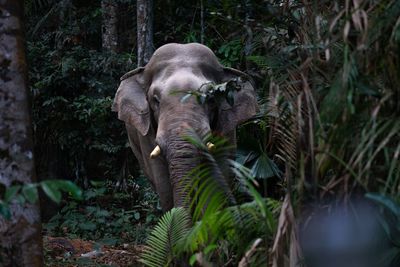 Elephant in a forest