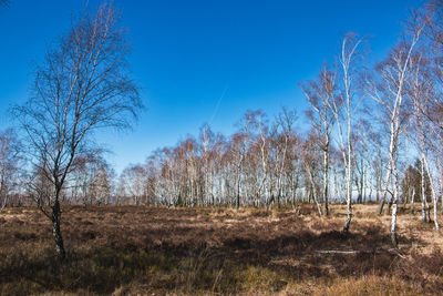 Bare trees on field against clear blue sky