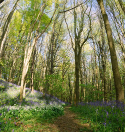 View of trees in forest