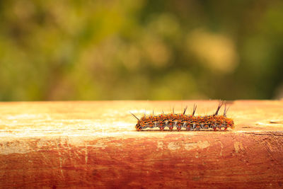 Close-up of insect on wood