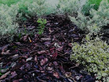 Close-up of plants growing in forest