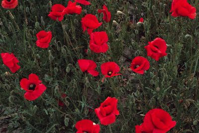 Red poppy flowers blooming in field