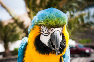 Close-up of a parrot