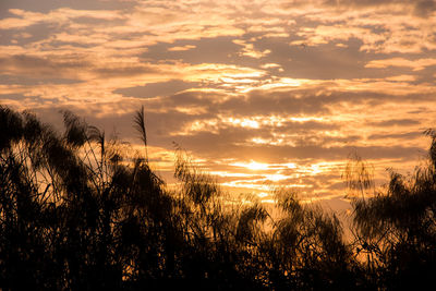 Silhouette plants against sky during sunset