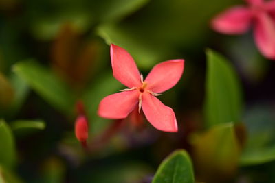 Close-up of red flowering plant