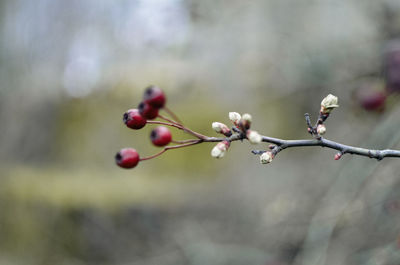 Close-up of berries growing on tree