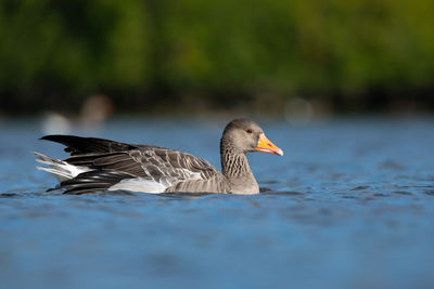 Close-up of a bird