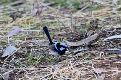 High angle view of bird perching on field