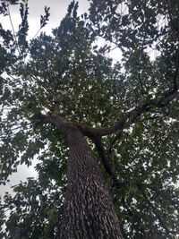 Low angle view of trees against sky