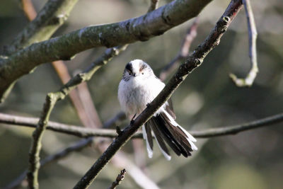 Close-up of bird perching on branch