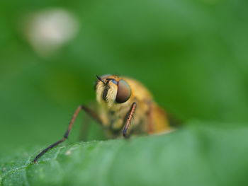 Close-up of insect on leaf