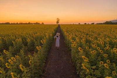 High angle view of woman walking in sunflower field against sky