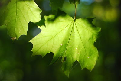 Close-up of water drops on leaves